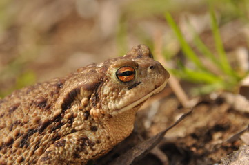 Toad. Amphibian during the spring awakening and mating
