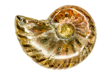 Ammonoid, closeup of the fossil cut out on white © hjschneider