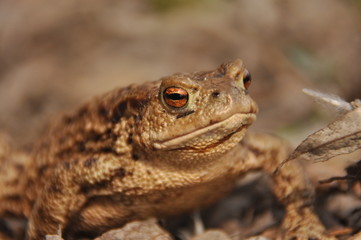 Toad. Amphibian during the spring awakening and mating