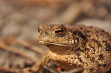 Toad. Amphibian during the spring awakening and mating