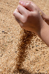 wheat grains in palms