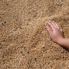 wheat grains in palms