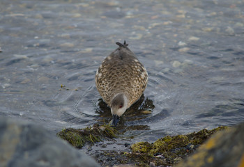 Patagonian crested duck in the coast of Puerto Natales.