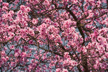 bright pink and white flowers on trees, blooming, spring landscape, beautiful background
