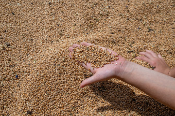 wheat grains in palms