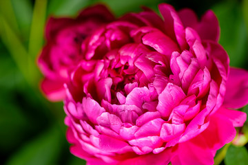 Peony. Selective focus on Peony Flower. Peony close-up. Money flower of happiness. Red Spring Flower.