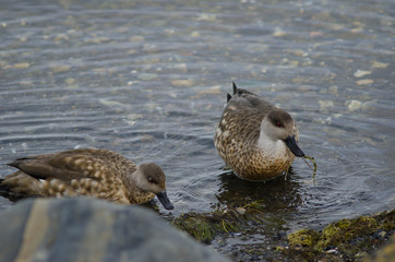 Patagonian crested ducks in the coast of Puerto Natales.