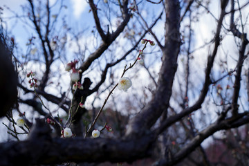 梅の花