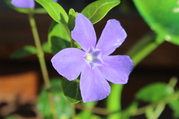 PETITE FLEUR BLEUE