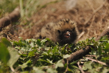 Tern chick waiting for food from their parents in a nest on the ground.