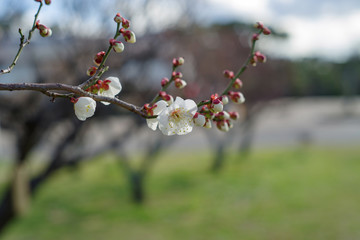 梅の花