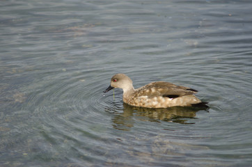 Patagonian crested duck in the coast of Puerto Natales.