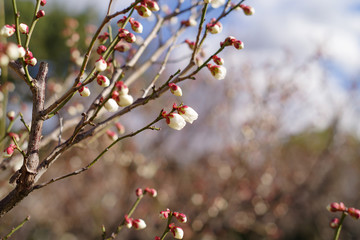 梅の木の蕾