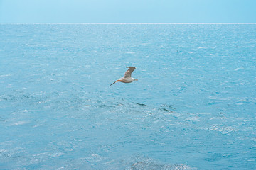 Sea gull fly against the blue ocean and the horizon line. Landscape of blue sea and blue sky on a sunny warm day.