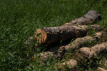 gefällter Baum