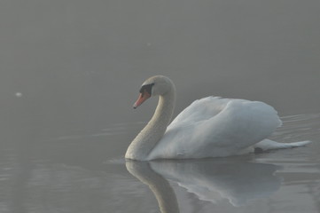 Mute Swan. Large white water bird. Floating on the lake