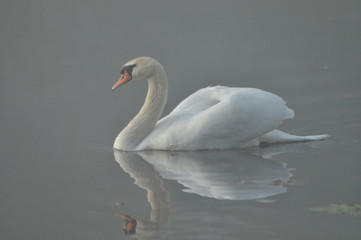 Mute Swan. Large white water bird. Floating on the lake