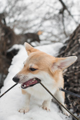 dog corgi branches snow winter