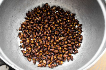 Cockchafer, fried insects (Melolontha melolontha)