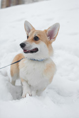 dog corgi branches snow winter