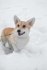 dog corgi branches snow winter