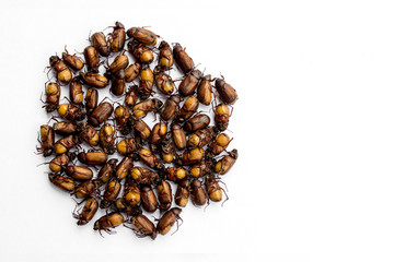 Cockchafer isolated on a white background. (Melolontha melolontha)