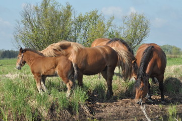Workhorse. Grazing in the pasture. Meadow in the valley of the Bug.