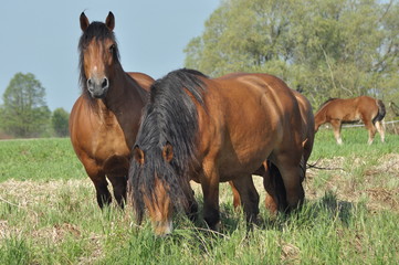 Workhorse. Grazing in the pasture. Meadow in the valley of the Bug.
