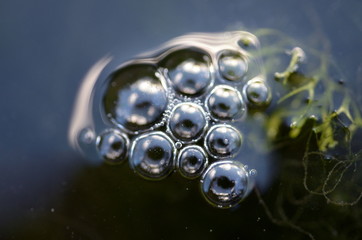 Luftbläschen an Algen