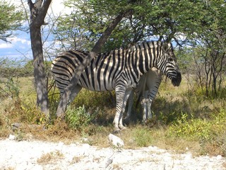 Fototapeta na wymiar Namibia - Zebra