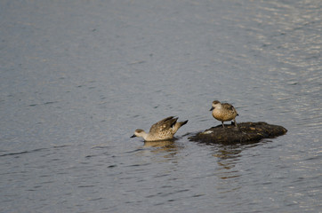 Patagonian crested ducks in the coast of Puerto Natales.