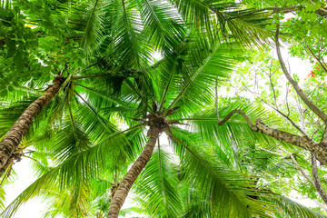 Thickets of palm trees in the park