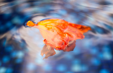 An orange flower floats on the surface of water.