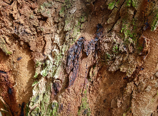 Bark on a palm tree as a background.