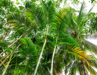 Thickets of palm trees in the park