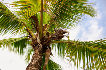Coconuts on a palm tree in a park