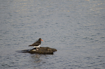 Magellanic oystercatcher Haematopus leucopodus on a rock.