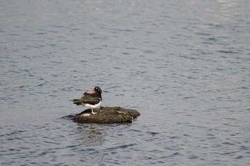 Magellanic oystercatcher Haematopus leucopodus on a rock.