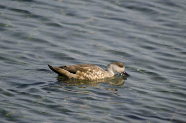 Patagonian crested duck Lophonetta specularioides specularioides feeding.