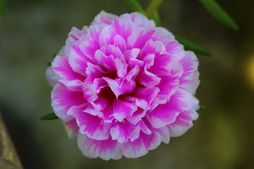 Pink Portulaca On The Garden On Afternoon