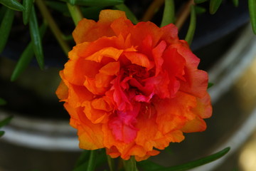 Orange Portulaca On The Garden On Afternoon