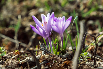 Blooming crocus flowers in springtime