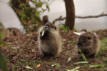 エサを食べる2匹の子供のヌートリア