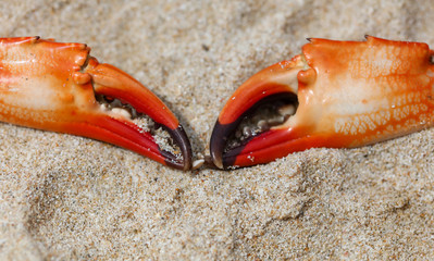 Crab claw lies on the sand