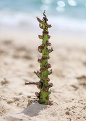 Banana branch on the shore of the sea beach.
