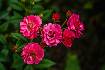 Fototapeta na wymiar Rosa im Garten