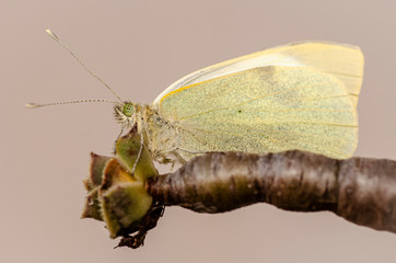 farfalla cavolaia