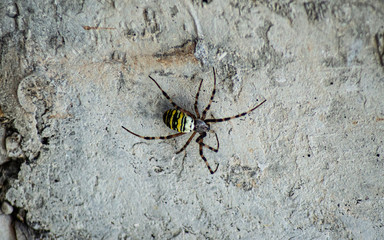 Spinne an einer Betonwand