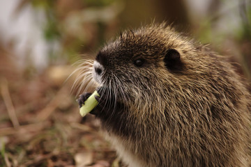 エサを食べる子供のヌートリア