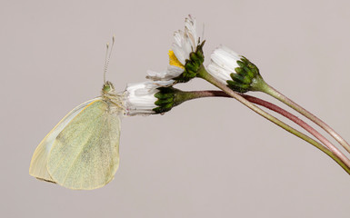 farfalla cavolaia